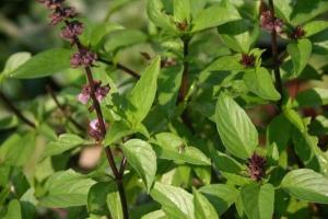 ਤੁਲਸੀ (ਪਵਿੱਤਰ ਤੁਲਸੀ) ਵਿੱਚ ਐਂਟੀਆਕਸੀਡੈਂਟ, ਸਾੜ ਵਿਰੋਧੀ, ਅਤੇ ਐਂਟੀਬੈਕਟੀਰੀਅਲ ਗੁਣ ਹੁੰਦੇ ਹਨ