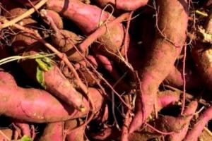 ਸ਼ਕਰਕੰਦੀ ਖਾਣ ਦੇ ਫਾਇਦੇ ਅਤੇ ਨੁਕਸਾਨ, ਸਿਹਤ ਲਈ ਵਰਦਾਨ ਹੈ ਜਾਂ ਸਾਵਧਾਨੀ ਜ਼ਰੂਰੀ