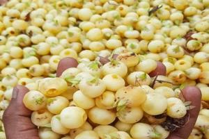 ਕੁਦਰਤ ਦਾ ਅਨਮੋਲ ਤੋਹਫਾ ਹੈ ਮਹੂਆ ਦੇ ਫੁੱਲ