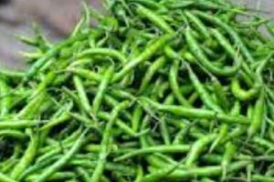 ਭੋਜਨ ਨਾਲ ਹਰੀ ਮਿਰਚ ਖਾਣ ਨਾਲ ਸਿਹਤ ਨੂੰ ਕਈ ਗਜ਼ਬ ਫਾਇਦੇ ਮਿਲਦੇ ਹਨ