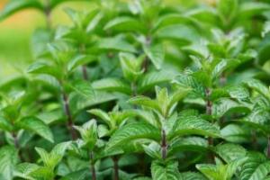 ਗਰਮੀਆਂ ਵਿੱਚ ਕਿਉਂ ਖਾਣਾ ਚਾਹੀਦਾ ਹੈ ਪੁਦੀਨਾ?