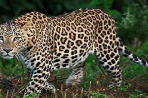 ਚੰਡੀਗੜ੍ਹ ਅਤੇ ਇਸ ਦੇ ਆਲੇ-ਪਾਸੇ ਦੇ ਰਿਹਾਇਸ਼ੀ ਇਲਾਕਿਆਂ ਵਿੱਚ ਤੇਂਦੂਏ ਦੇ ਦੇਖੇ ਜਾਣ ਦੀ ਖ਼ਬਰ ਨੇ ਸਥਾਨਕ ਲੋਕਾਂ ਵਿੱਚ ਭਾਰੀ ਦਹਿਸ਼ਤ ਪੈਦਾ ਕਰ ਦਿੱਤੀ ਹੈ