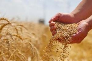 ਅਨਾਜ ਮੰਡੀ ਵਿੱਚ ਕਣਕ ਦੀ ਖਰੀਦ ਵਿੱਚ ਬੇਨਿਯਮੀਆਂ ਦੇ ਦੋਸ਼