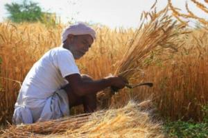 ਹਰਿਆਣਾ ਦੇ ਕਿਸਾਨਾਂ ਨੂੰ ਕੇਂਦਰ ਤੋਂ ਵੱਡੀ ਰਾਹਤ,ਕਣਕ ਦੇ ਨੁਕਸਾਨ ਦੀ ਸੀਮਾ ਇੰਨੀ ਪ੍ਰਤੀਸ਼ਤ ਵਧਾਈ ਗਈ