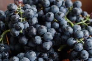 ਕਾਲੇ ਅੰਗੂਰ ਸਿਰਫ਼ ਸਵਾਦ ਵਿੱਚ ਹੀ ਲਾਜ਼ਵਾਬ ਨਹੀਂ ਹੁੰਦੇ,ਸਗੋਂ ਇਹ ਸਿਹਤ ਦਾ ਖ਼ਜ਼ਾਨਾ ਵੀ ਹਨ