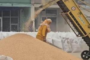 ਹਰਿਆਣਾ ਦੀਆਂ ਖਬਰਾਂ: ਅੰਬਾਲਾ ਦੇ ਬਾਜ਼ਾਰਾਂ ਵਿੱਚ ਕਣਕ ਦੀ ਭਰਵੀਂ ਆਮਦ; ਮੀਂਹ ਪਿਆ, ਹੁਣ ਪੂਰੇ ਜ਼ੋਰਾਂ 'ਤੇ ਕਣਕ ਦੀ ਚੁਕਾਈ