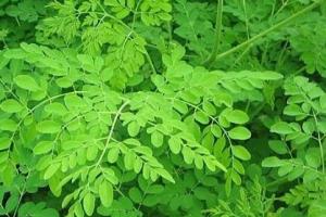 ਸੁਹੰਜਣਾ ਜਿਸ ਨੂੰ ਦੁਨੀਆ ਭਰ ਵਿੱਚ 'ਸੁਪਰਫੂਡ' ਦੇ ਨਾਮ ਨਾਲ ਜਾਣਿਆ ਜਾਂਦਾ ਹੈ