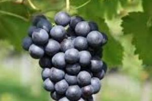 ਕਾਲੇ ਅੰਗੂਰ ਸਿਰਫ਼ ਸਵਾਦ ਹੀ ਨਹੀਂ ਸਗੋਂ ਸਿਹਤ ਦਾ ਖ਼ਜ਼ਾਨਾ ਵੀ ਹਨ