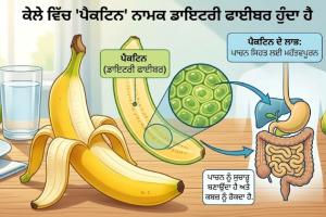 ਕੇਲੇ ਵਿੱਚ 'ਪੈਕਟਿਨ' ਨਾਮਕ ਡਾਇਟਰੀ ਫਾਈਬਰ ਹੁੰਦਾ ਹੈ