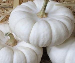 ਸਫੇਦ ਕੱਦੂ ਤੋਂ ਮਿਲਣ ਵਾਲੇ ਜਬਰਦਸਤ ਲਾਭ 